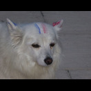 Auch vor diesem Hund hat die Endspielbegeisterung der Franzosen nicht Halt gemacht